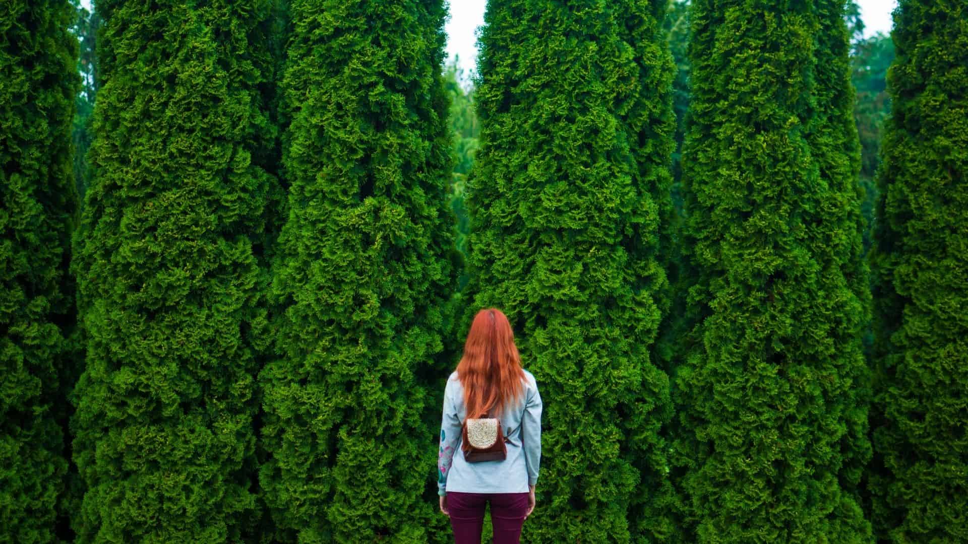 image of a woman looking up at a group of evergreen trees for an evergreen marketing blog post